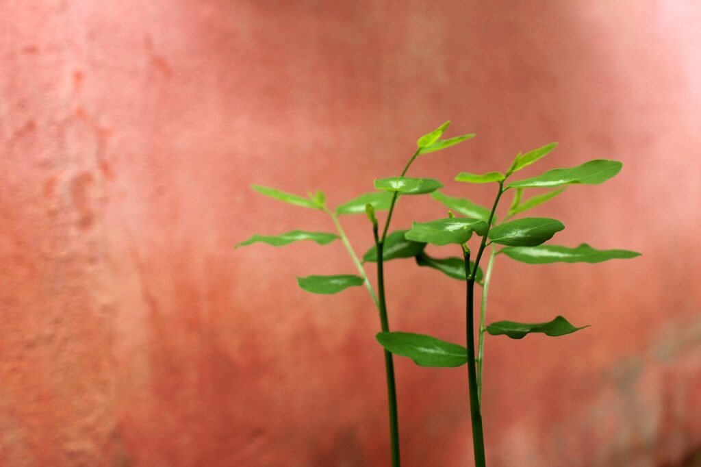 バツイチ子持ちの婚活成功の秘訣は？