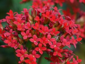 バツイチが利用するマッチングアプリの選び方は？