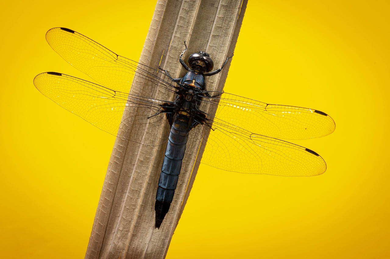 30代バツイチの再婚活に役立つ恋愛初デートの会話ネタは？