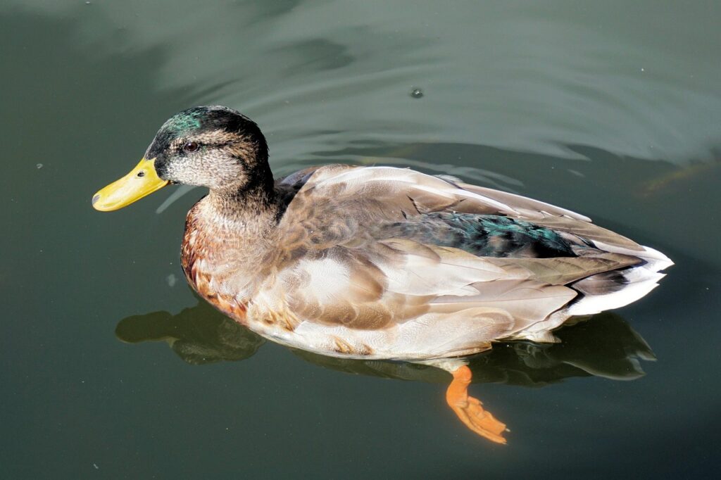 バツイチ女性が再婚前に親への報告をする仕方は？